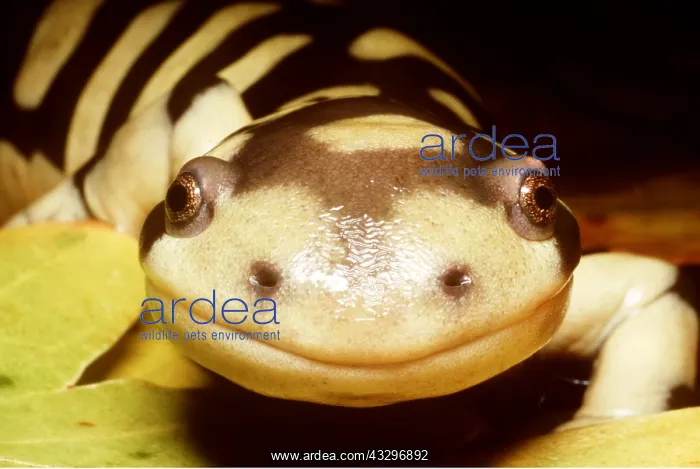 : Barred Tiger Salamander - close up of face : Barred Tiger Salamander - close up of face
