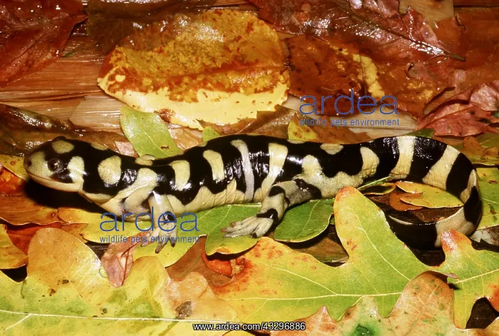: Barred Tiger Salamander - on damp autumn leaves under log : Barred Tiger Salamander - on damp autumn leaves under log