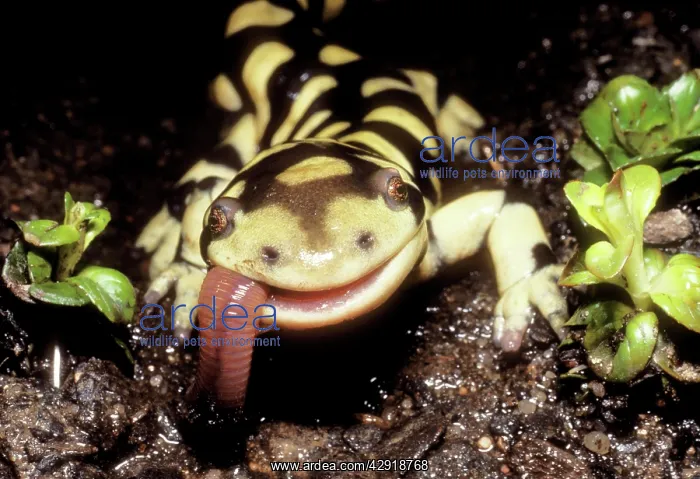 : Barred Tiger SALAMANDER - eating earthworm : Barred Tiger SALAMANDER - eating earthworm