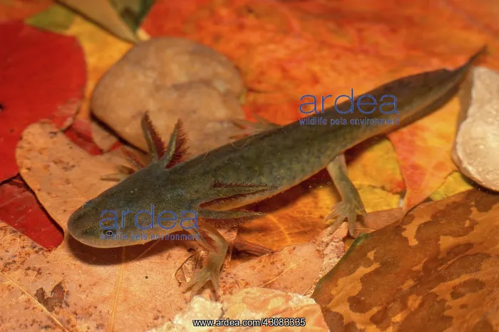 : Barred Tiger Salamander Larva : Barred Tiger Salamander Larva