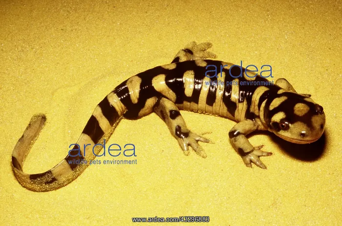 : Barred Tiger Salamander - on sand : Barred Tiger Salamander - on sand