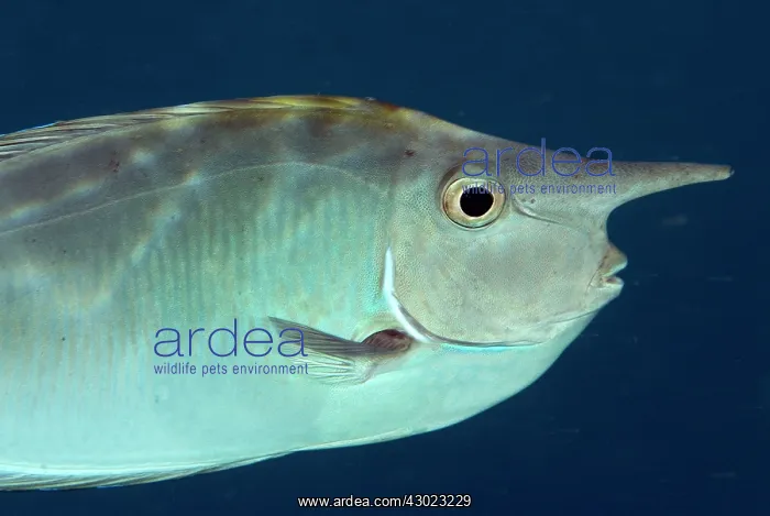 : Barred Unicornfish : Barred Unicornfish