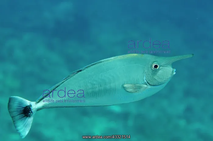 : Barred Unicornfish : Barred Unicornfish