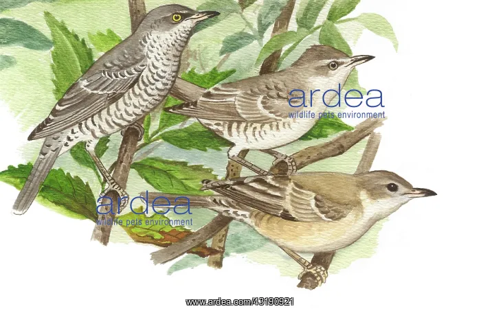 : Barred Warbler : Barred Warbler