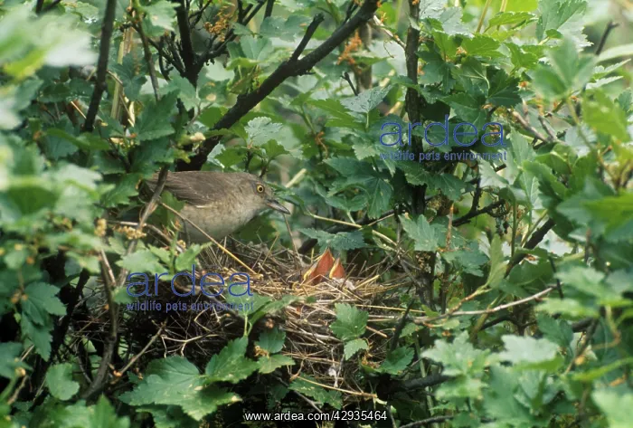 : Barred Warbler - adult barred warbler with chicks : Barred Warbler - adult barred warbler with chicks
