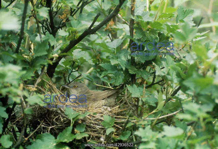 : Barred Warbler - adult on the nestS : Barred Warbler - adult on the nestS