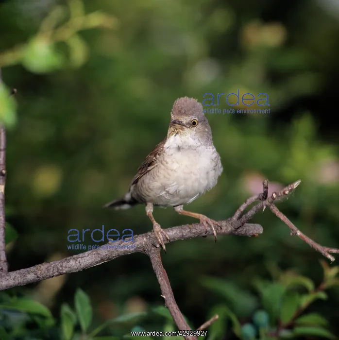 : Barred Warbler - adult perched on a branchS : Barred Warbler - adult perched on a branchS
