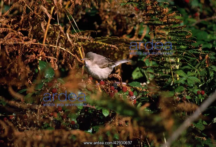: BARRED WARBLER - BY BLACKBERRIES : BARRED WARBLER - BY BLACKBERRIES