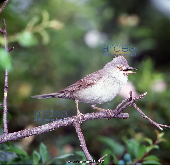 : BARRED WARBLER - on perch, singing : BARRED WARBLER - on perch, singing