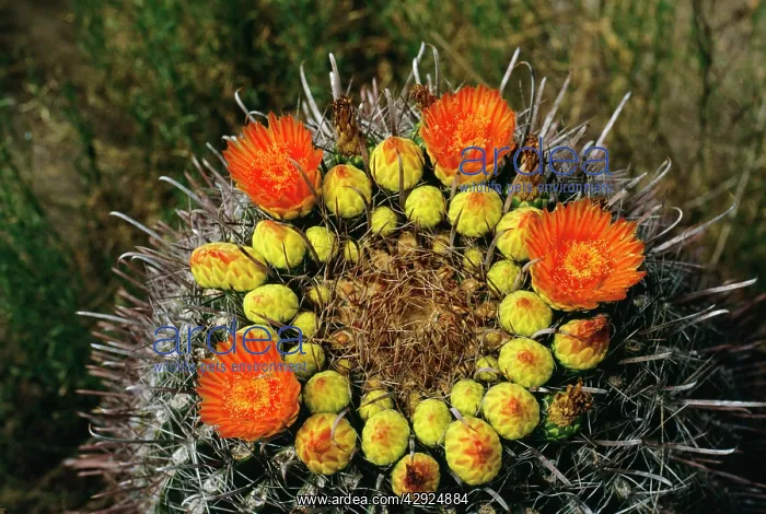 : Barrel Cactus - in bloom : Barrel Cactus - in bloom