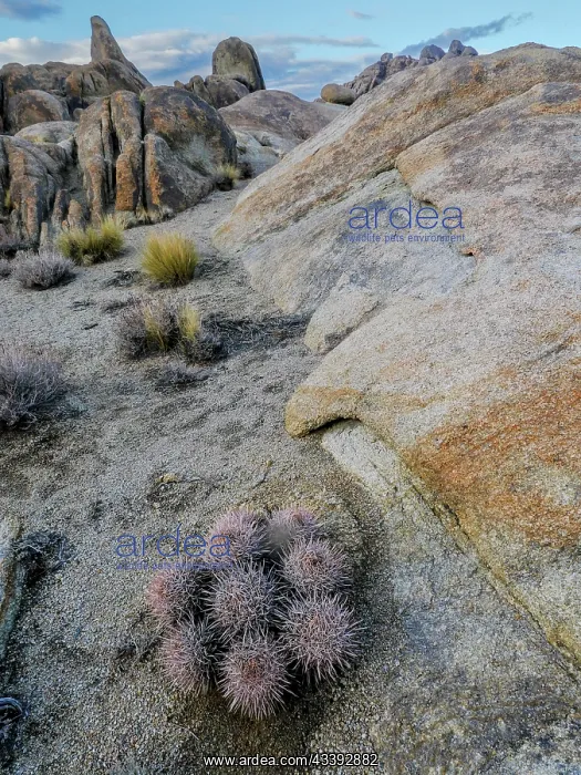 : Barrel cactus im Alabama Hills and Mount Whitney : Barrel cactus im Alabama Hills and Mount Whitney