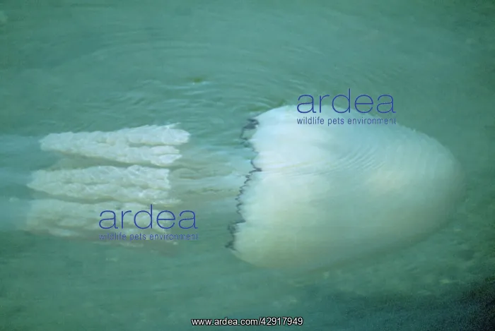 : Barrel JELLYFISH : Barrel JELLYFISH