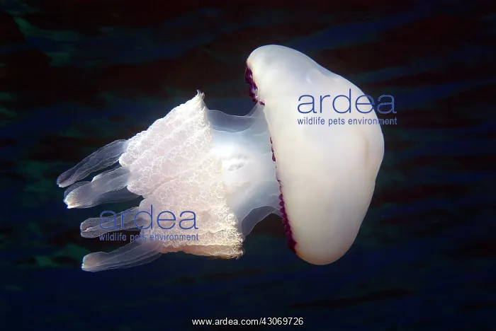 : Barrel Jellyfish : Barrel Jellyfish
