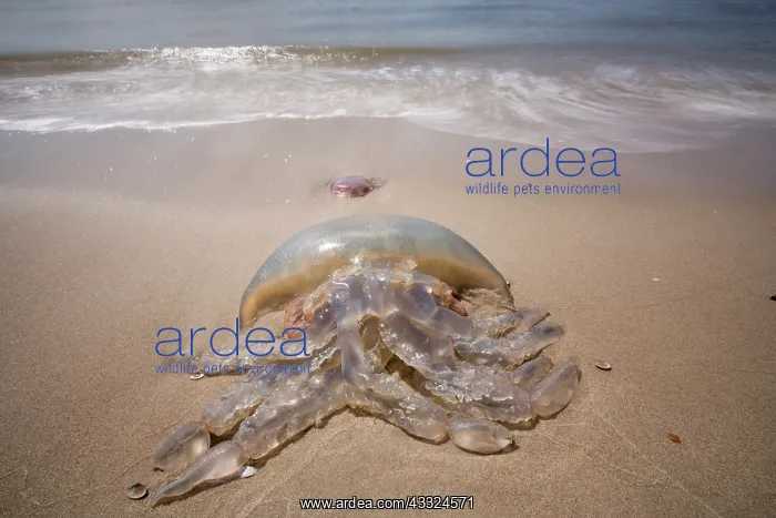 : Barrel Jellyfish : Barrel Jellyfish