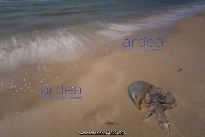 : Barrel Jellyfish : Barrel Jellyfish