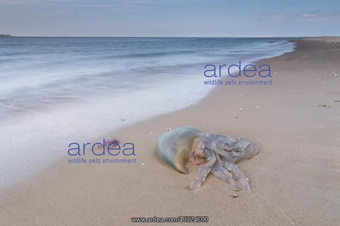 : Barrel Jellyfish : Barrel Jellyfish