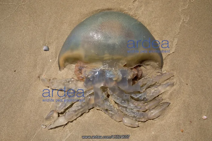 : Barrel Jellyfish : Barrel Jellyfish