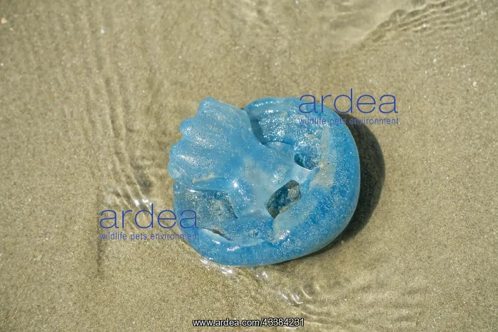 : Barrel jellyfish, dustbin-lid jellyfish, frilly-mouthed : Barrel jellyfish, dustbin-lid jellyfish, frilly-mouthed