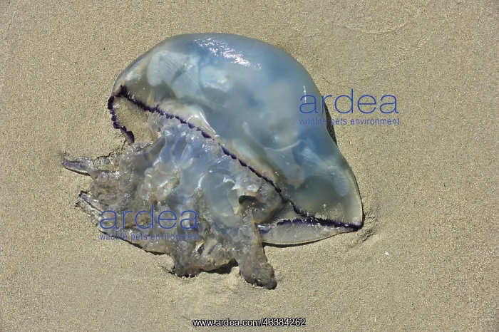 : Barrel jellyfish, dustbin-lid jellyfish (Rhizostoma : Barrel jellyfish, dustbin-lid jellyfish (Rhizostoma