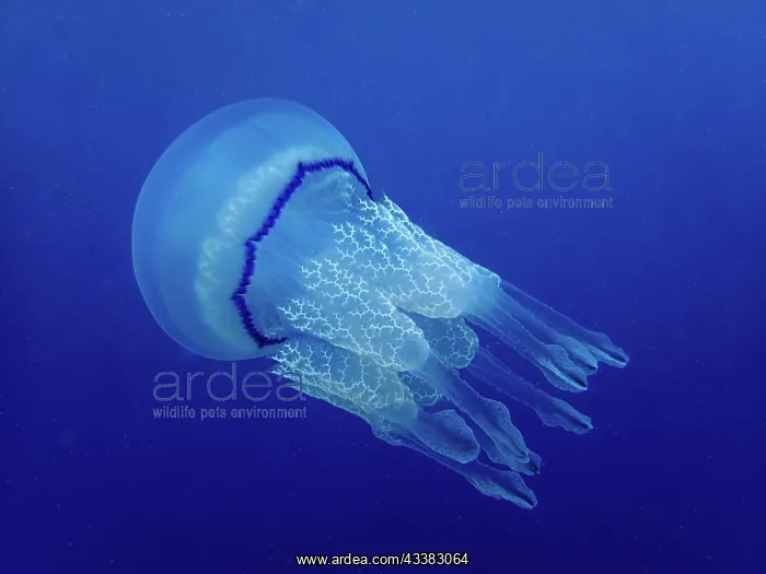 : Barrel jellyfish (Rhizostoma pulmo) against a blue : Barrel jellyfish (Rhizostoma pulmo) against a blue