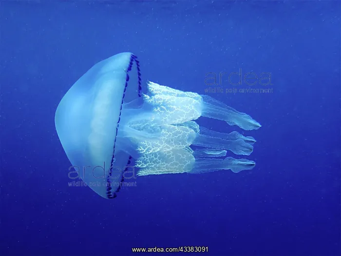 : Barrel jellyfish (Rhizostoma pulmo) against a blue : Barrel jellyfish (Rhizostoma pulmo) against a blue