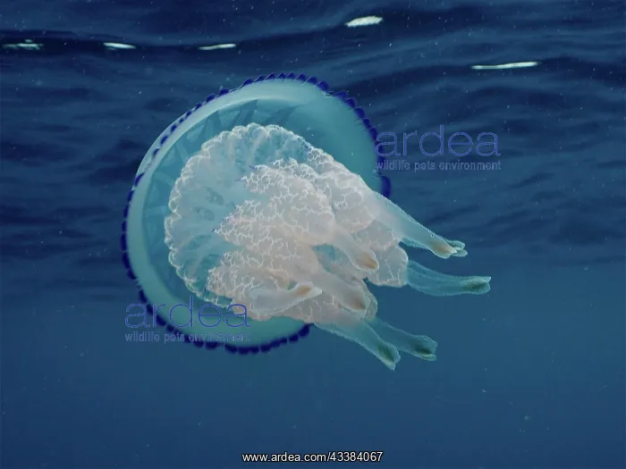 : Barrel jellyfish (Rhizostoma pulmo). Dive site : Barrel jellyfish (Rhizostoma pulmo). Dive site