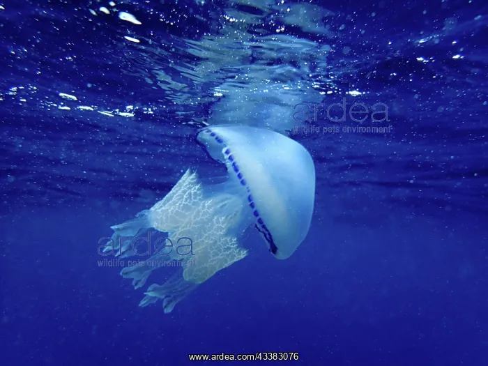 : Barrel jellyfish (Rhizostoma pulmo) just below the : Barrel jellyfish (Rhizostoma pulmo) just below the