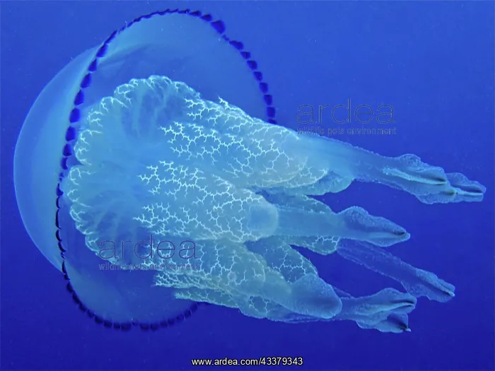 : Barrel jellyfish (Rhizostoma pulmo) against a solid : Barrel jellyfish (Rhizostoma pulmo) against a solid