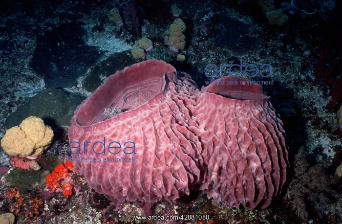 : Barrel Sponge : Barrel Sponge