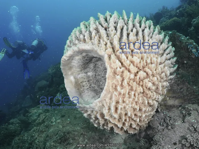  : Barrel sponge, barrel sponge (Xestospongia testudinaria)