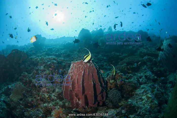 : Barrel Sponge - with Moorish Idol (Zanclus cornutus) : Barrel Sponge - with Moorish Idol (Zanclus cornutus)