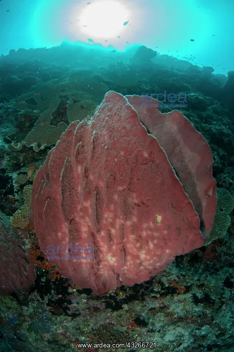 : Barrel Sponge - with sun in background, Pohon Miring : Barrel Sponge - with sun in background, Pohon Miring