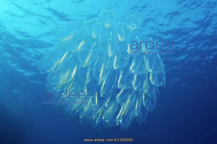 : Barrelhead (Doliolidae), tunicate, drifting under : Barrelhead (Doliolidae), tunicate, drifting under