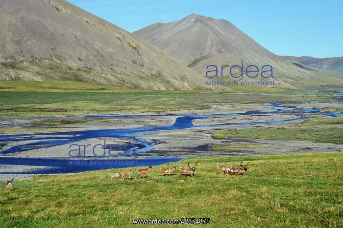 : Barren Ground Caribou - where coastal plains meet : Barren Ground Caribou - where coastal plains meet