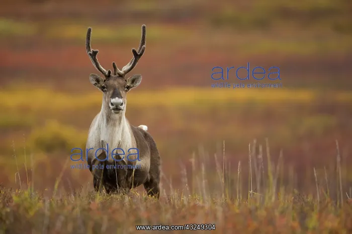: Barren-ground Caribou, Rangifer tarandus : Barren-ground Caribou, Rangifer tarandus