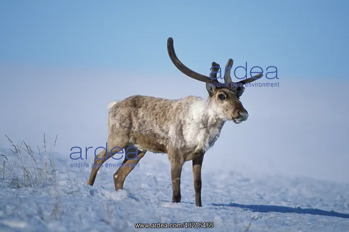 : barren ground caribou, Rangifer tarandus, bull with : barren ground caribou, Rangifer tarandus, bull with