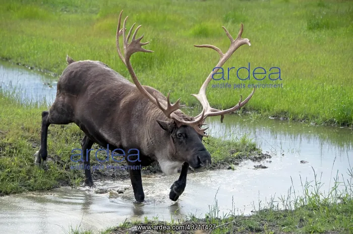 : Barren-ground Caribou (Rangifer tarandus groenlandicus) : Barren-ground Caribou (Rangifer tarandus groenlandicus)