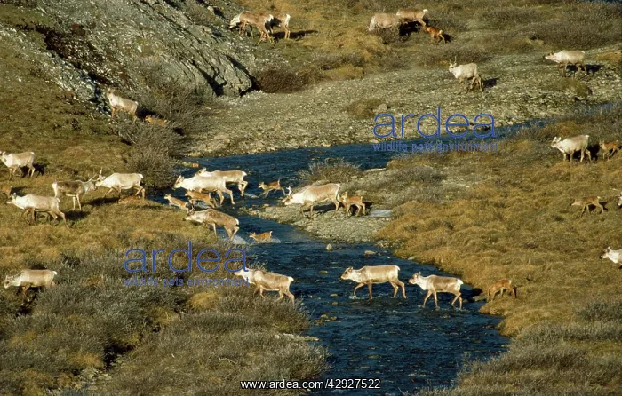 : Barren Ground Caribou / Reindeer : Barren Ground Caribou / Reindeer