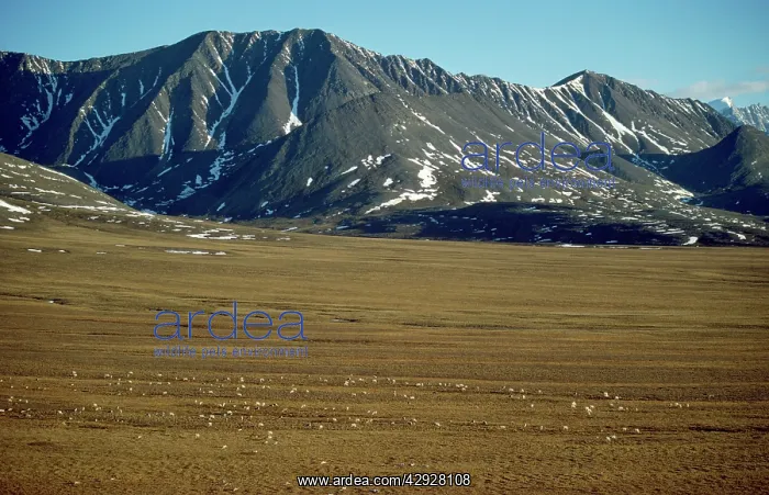 : Barren Ground Caribou / Reindeer : Barren Ground Caribou / Reindeer