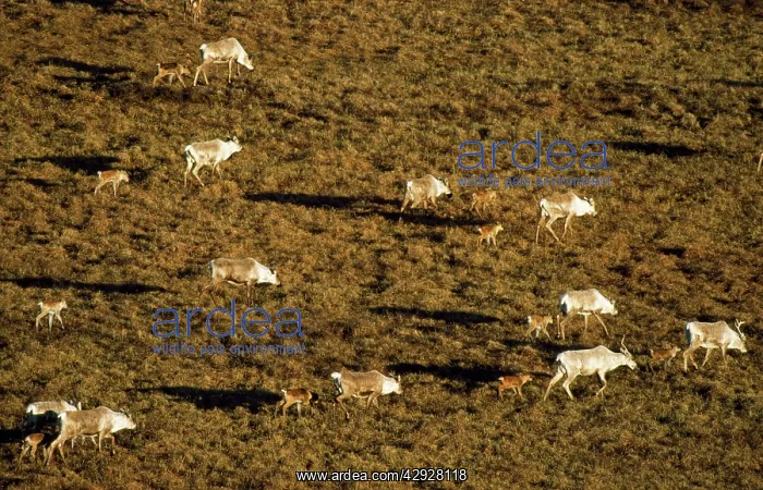 : Barren Ground Caribou / Reindeer : Barren Ground Caribou / Reindeer