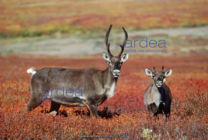 : Barren Ground Caribou / Reindeer - cow & calf : Barren Ground Caribou / Reindeer - cow & calf