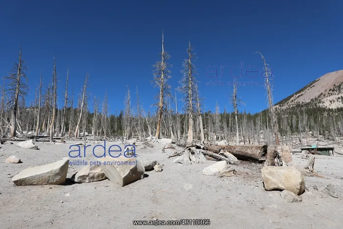  : Barren Landscape near Horseshoe Lake, Mammoth