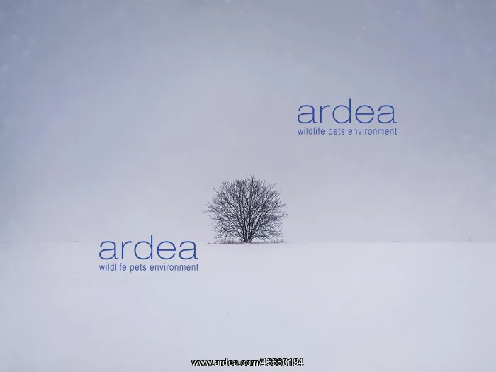 : Barren lone tree on the snowy field. Cold winter : Barren lone tree on the snowy field. Cold winter