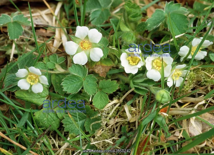 : BARREN STRAWBERRY PLANT : BARREN STRAWBERRY PLANT