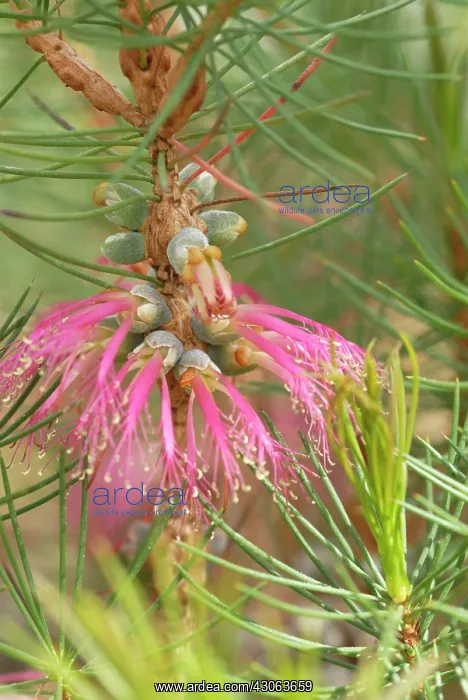 : Barrensclawflower : Barrensclawflower