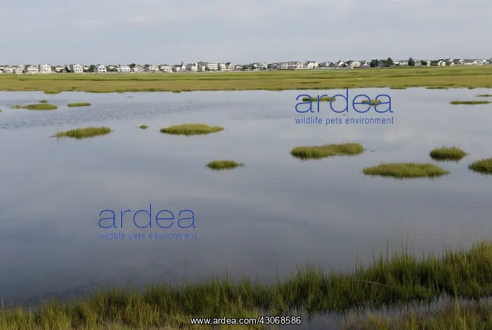 : Barrier Island : Barrier Island
