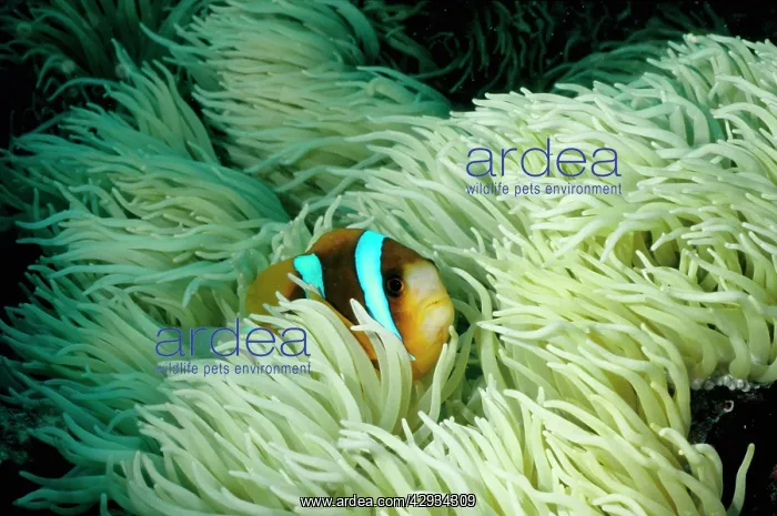 : Barrier Reef anemonefish in a Leathery sea anemone : Barrier Reef anemonefish in a Leathery sea anemone