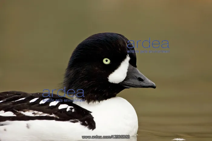 : BarrowIs Goldeneye : BarrowIs Goldeneye