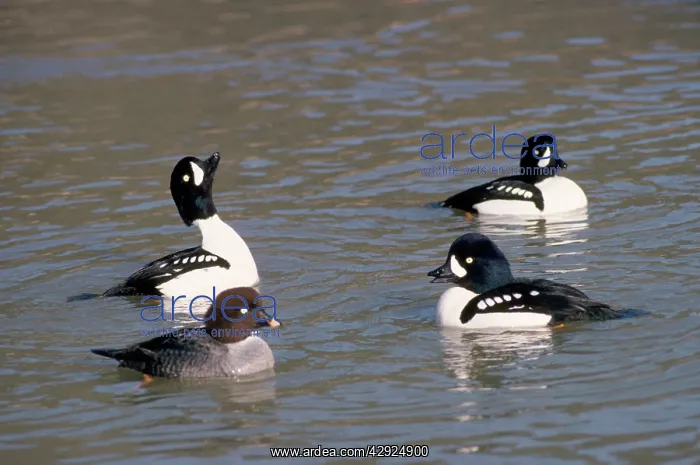 : BARROWIS GOLDENEYE DUCK - SPRING : BARROWIS GOLDENEYE DUCK - SPRING