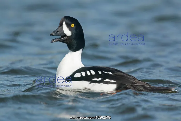 : Barrows barrows goldeneye (Bucephala islandica) : Barrows barrows goldeneye (Bucephala islandica)